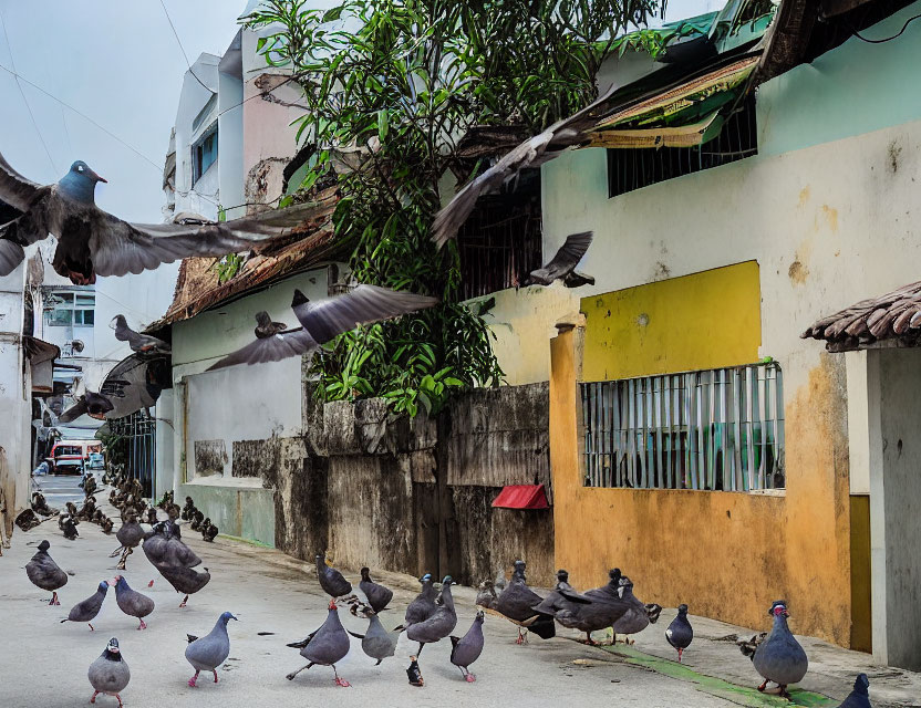 Urban street scene with flock of pigeons and flying bird.