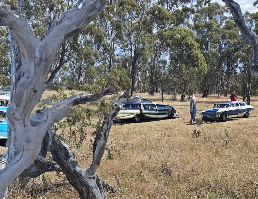 Classic Cars Parked in Sunlit Field with People and Trees