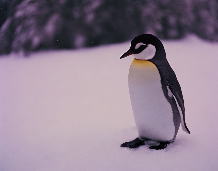 Solitary penguin in snowy landscape with blurred trees and falling snow