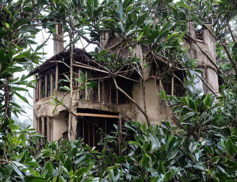 Overgrown two-story house in dense forest landscape