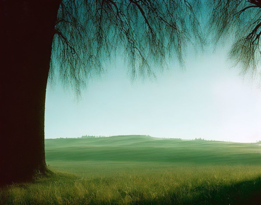 Tranquil landscape with large tree, green meadow, and distant hills