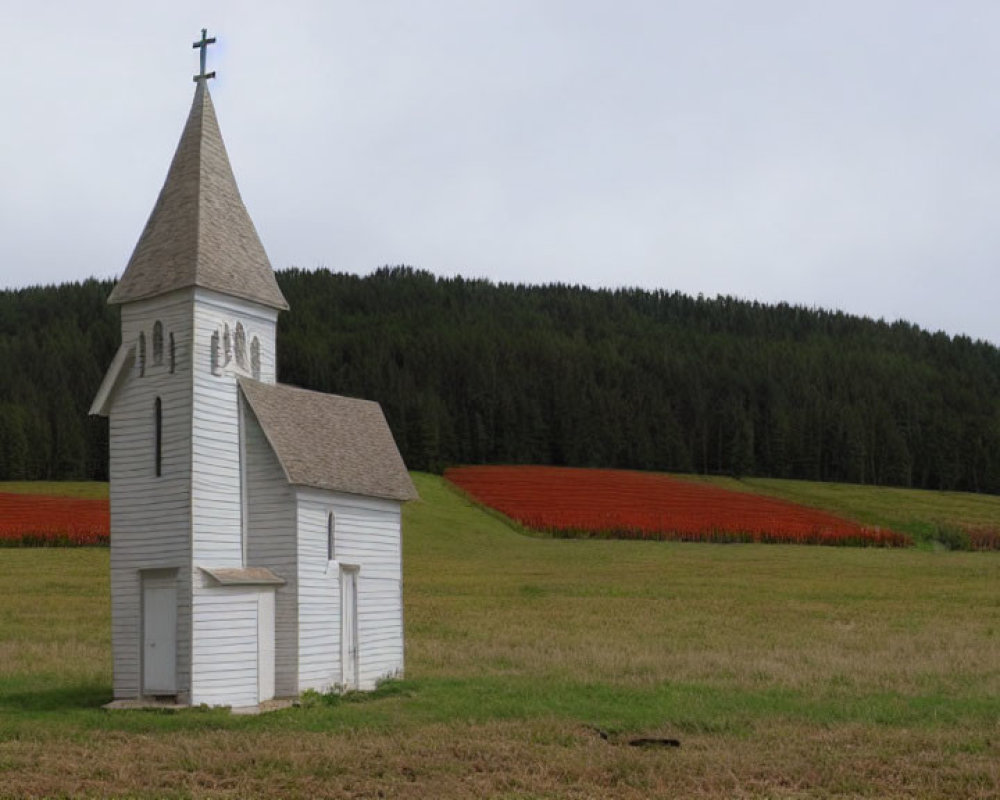 Rural white church with steeple in field of red flowers