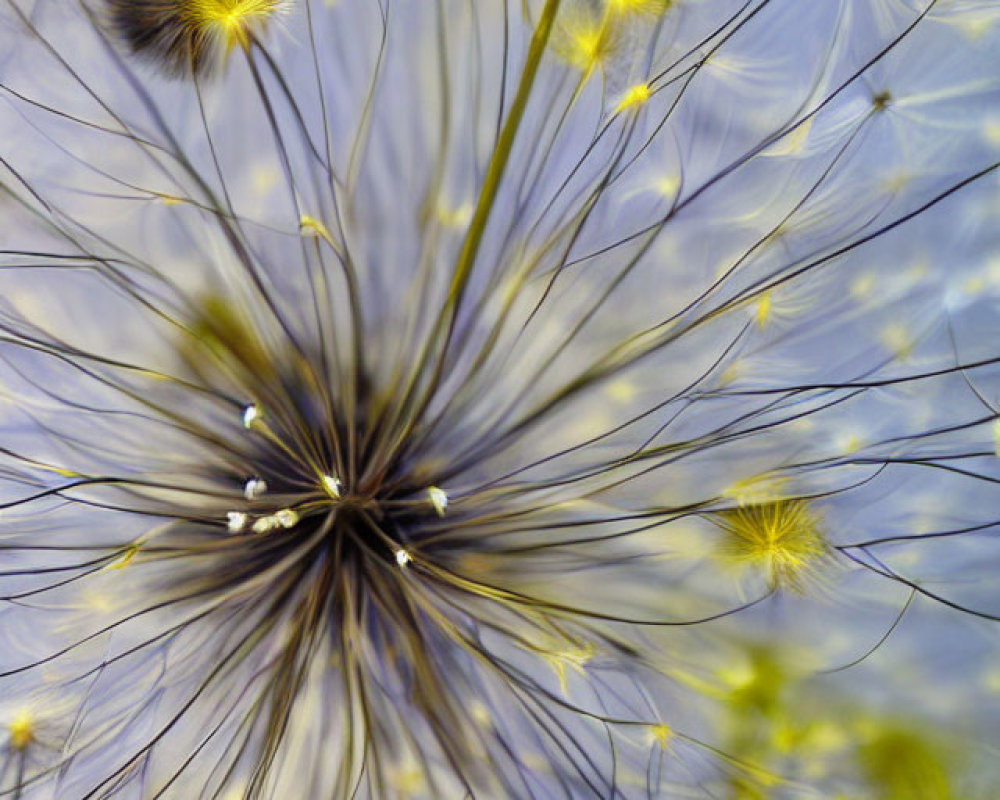 Detailed View of Dandelion Seed Head on Blue Background