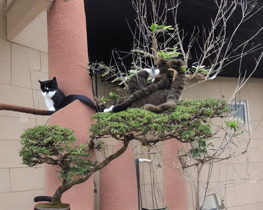 Two Cats Sitting on Small Tree with Building Background