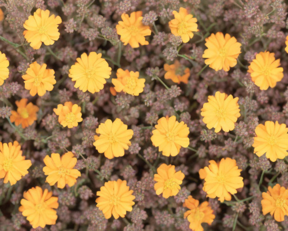 Cluster of Small Yellow Flowers with Layered Petals and Greenish-Brown Foliage Top View