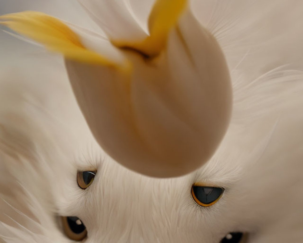 White fluffy cat with yellow bird feather and captivating eyes