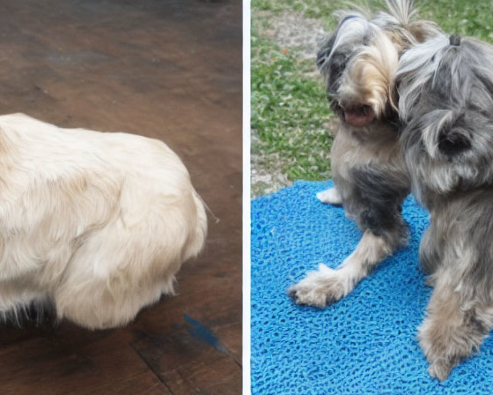 Small Cream-Colored and Gray Dogs on Pavement and Blue Mat with Grass