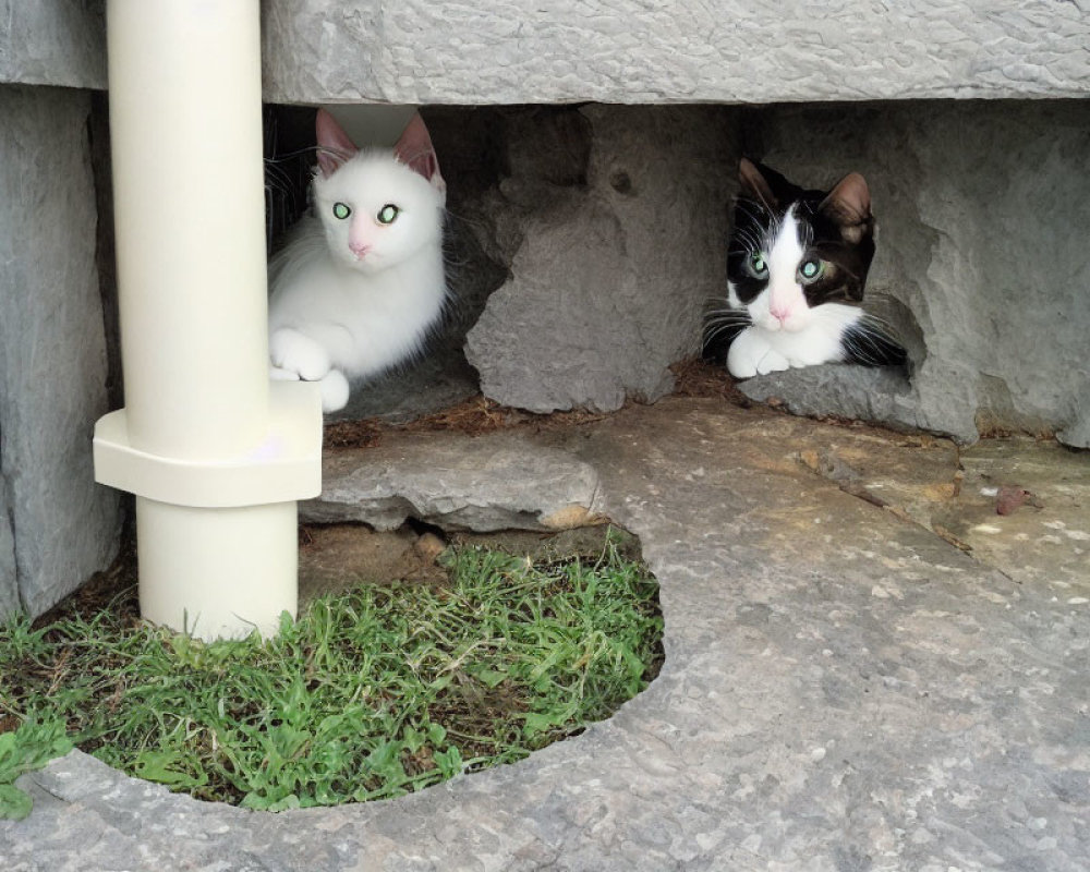 Contrasting black and white cats under stone ledge with downspout