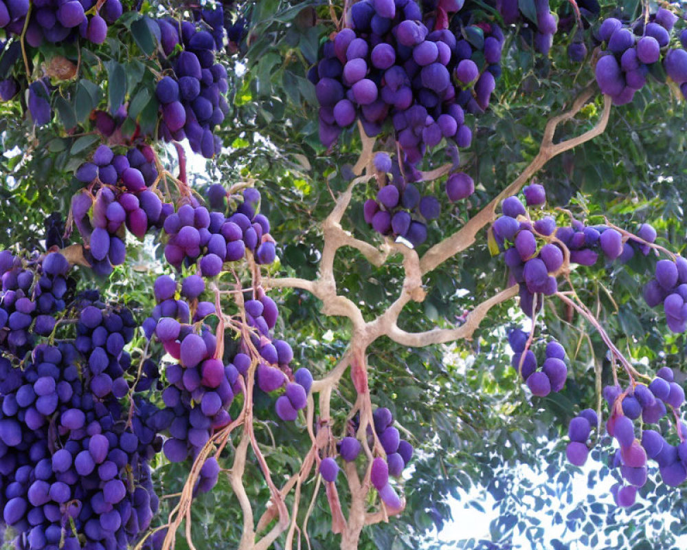 Ripening Purple Grapes on Vine with Green Leaves