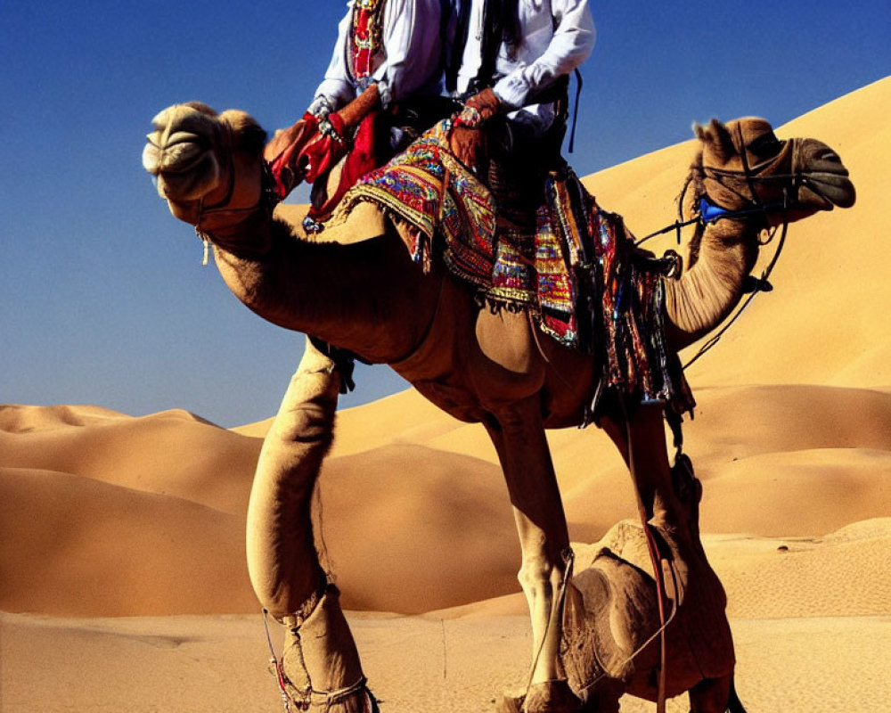 Traditional attired individuals on camel crossing desert dunes.