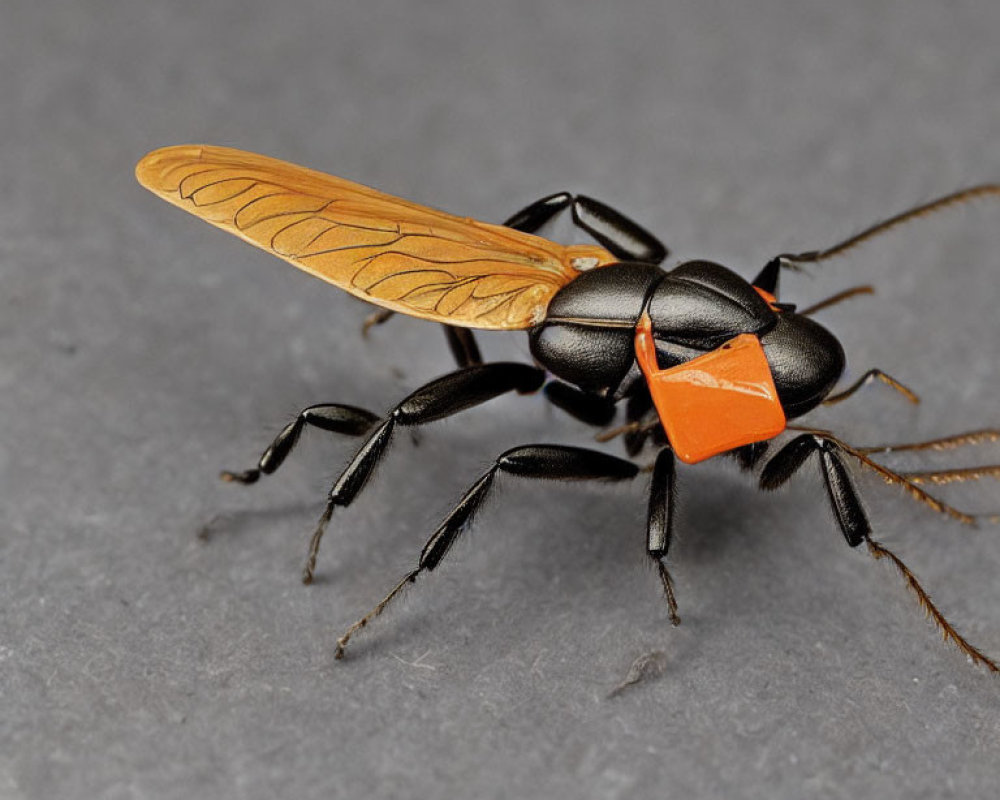 Orange and Black Wasp with Translucent Wings on Gray Surface