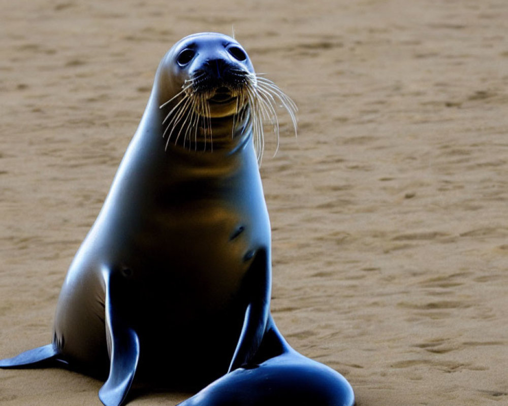 Shiny-furred seal on sandy beach gazes upward