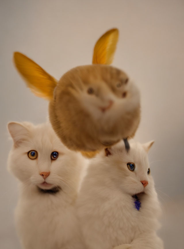 Three surreal cats with enlarged face and odd-colored eyes.