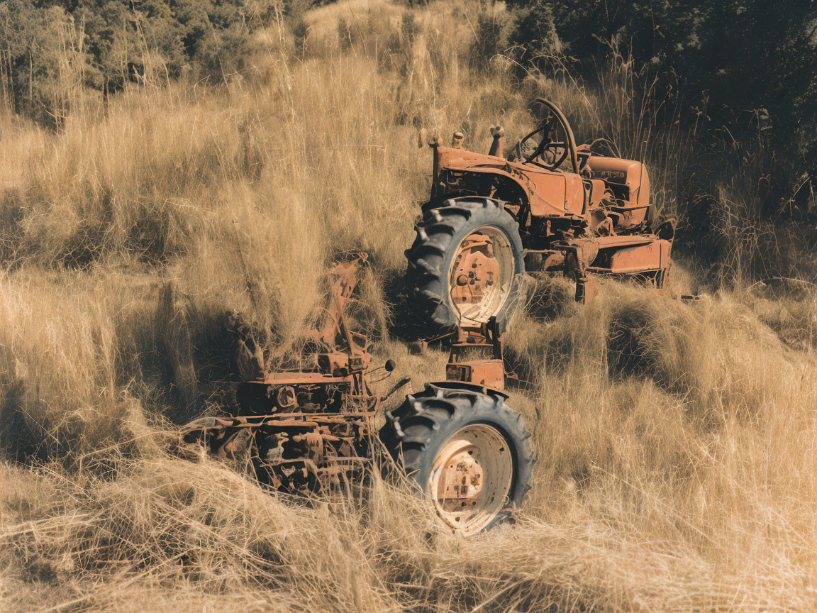 Rusty orange tractor in overgrown field of dry grass