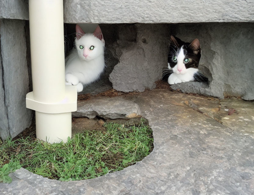 Contrasting black and white cats under stone ledge with downspout