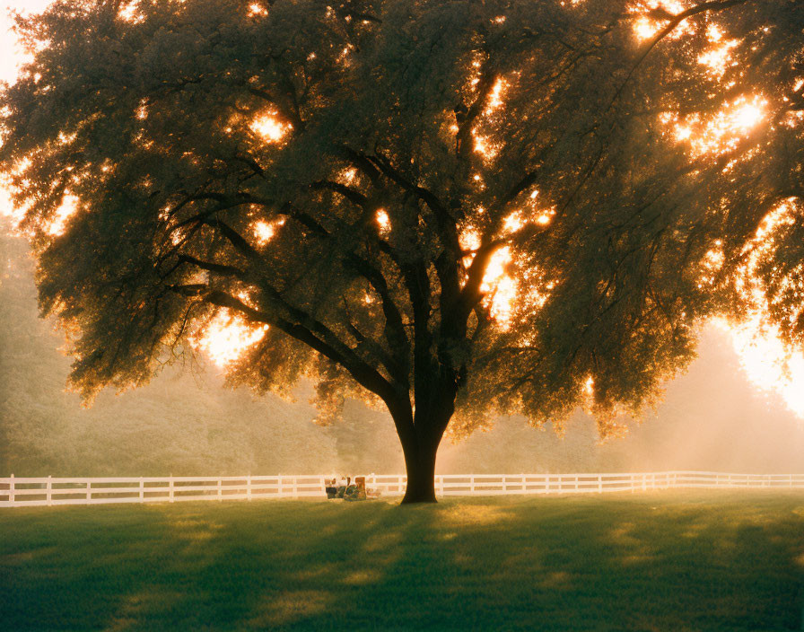 Sunlight filtering through large tree onto serene pasture with white fence