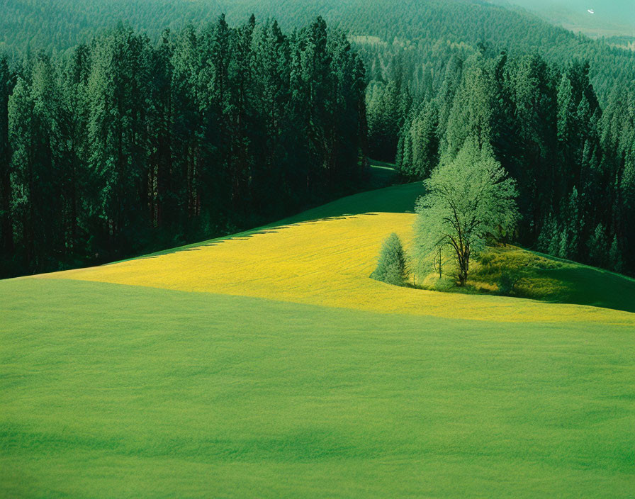 Lush green meadow and yellow field in sunny forest landscape