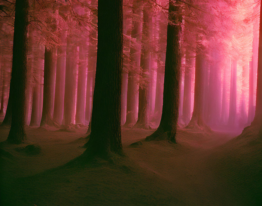 Mystical forest with tall trees in ethereal pink and purple light