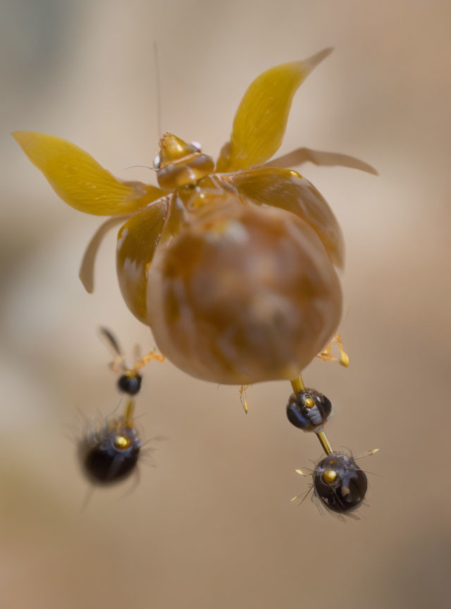 Three ants carrying translucent brown seed with wings on soft-focus background