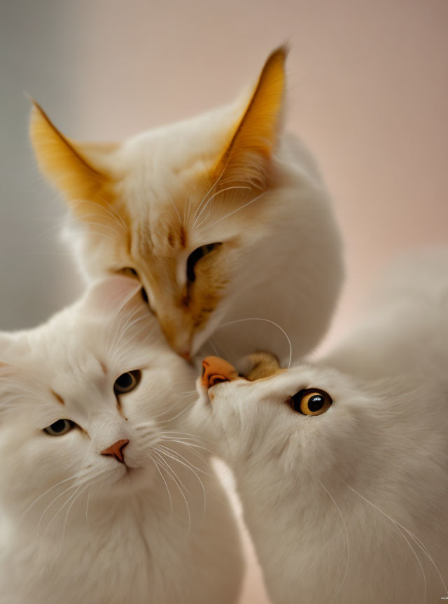 Three cats of different fur colors snuggling closely on soft-hued background