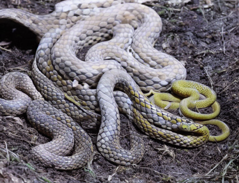 Interwoven Brown and Yellow Snakes on Ground