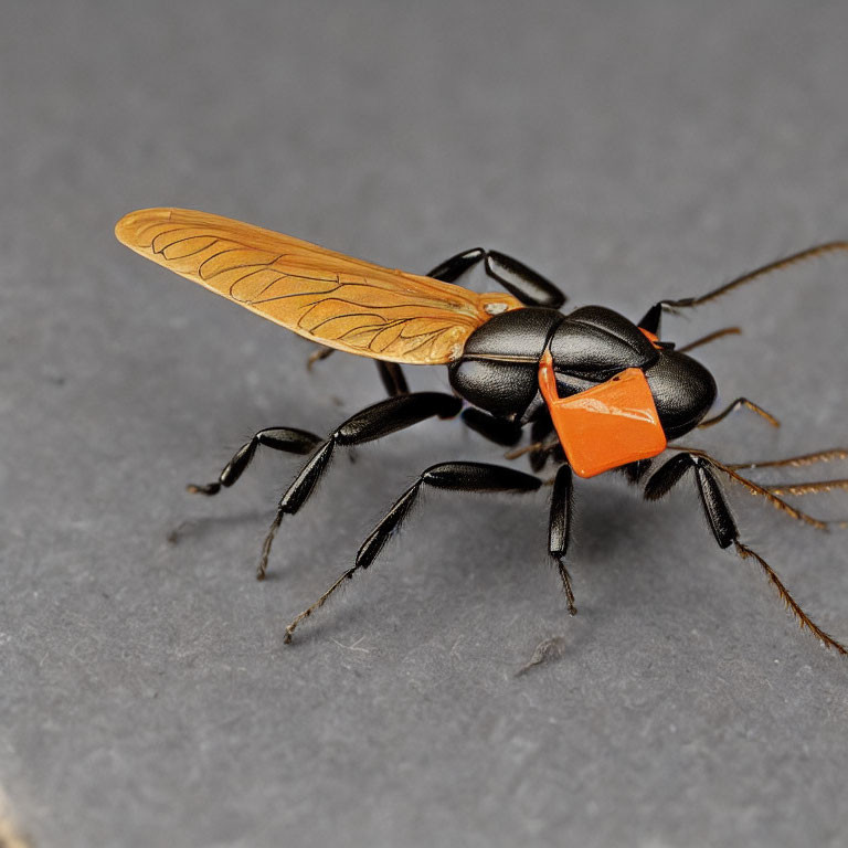 Orange and Black Wasp with Translucent Wings on Gray Surface