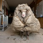 Three sheep with thick wool in a building with a "Back to Mom" sign