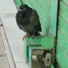 Vibrant parrot with blue facial markings on green umbrella