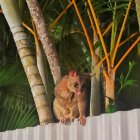 Wide-eyed ring-tailed possum peeking over wooden fence with foliage.