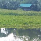 Eco-friendly houses with green roofs in forest landscape