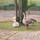 Man in Brown Suit Crouching Among Ducks in Grassy Area