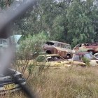 Classic Cars Parked in Sunlit Field with People and Trees