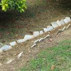 White Snake with Spiky Ridge on Grass and Dirt Ground