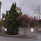 Modern homes, cherry blossoms, car, and drones in suburban dusk.