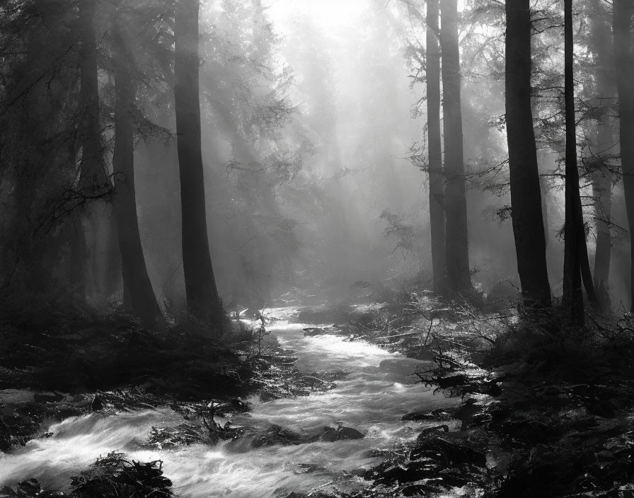 Serene monochrome forest scene with tall trees and flowing stream