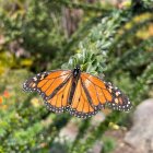 Colorful Butterfly with Fantasy Landscape and Castles in Dreamlike Scene