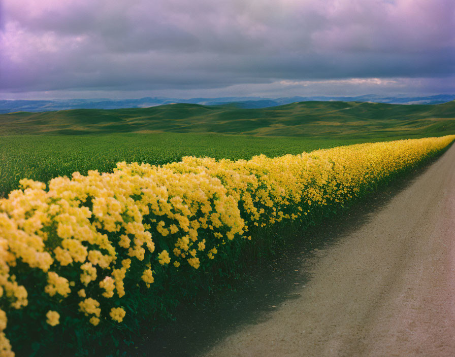 Scenic dirt road with yellow flowers in green hills under cloudy sky