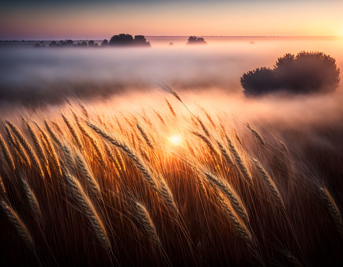 Tranquil sunrise over misty field with golden wheat and silhouetted trees