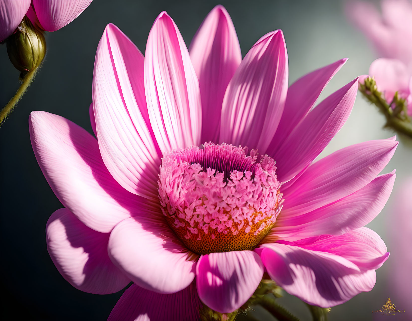 Detailed Close-Up of Vibrant Pink Flower with Textured Center and Long Petals