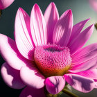 Detailed Close-Up of Vibrant Pink Flower with Textured Center and Long Petals