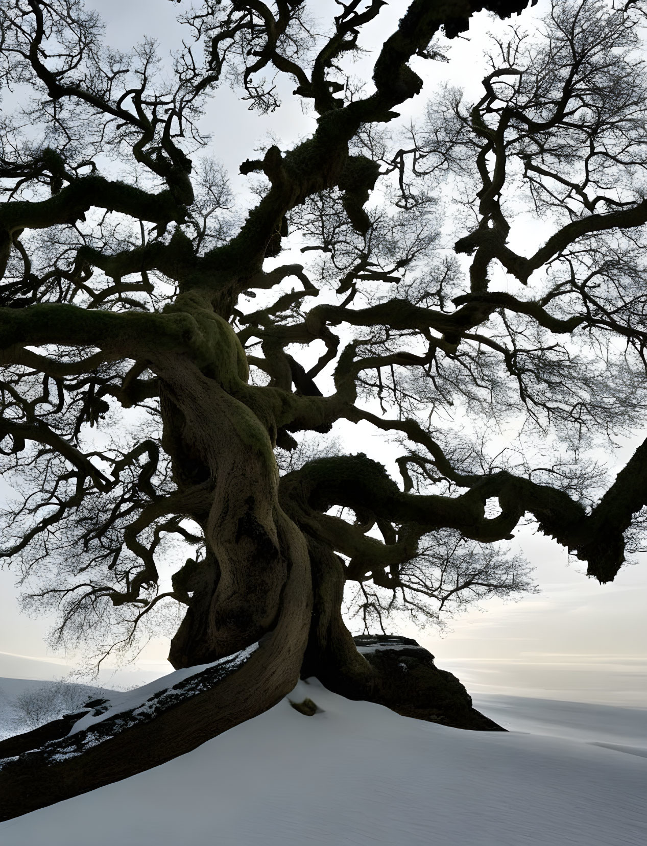 Gnarled ancient tree against cloudy sky in snowy landscape