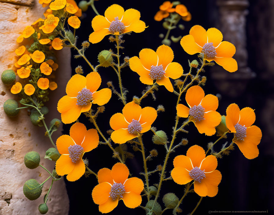 Vibrant yellow-orange flowers with blue centers on blurred warm earthy backdrop