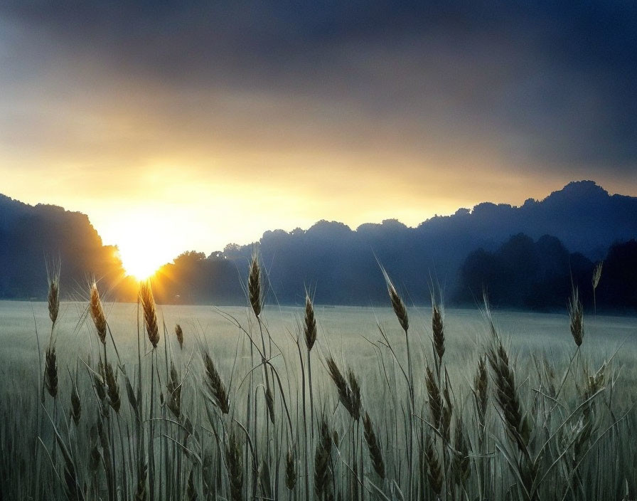 Scenic sunrise over golden wheat field with misty forest and blue sky