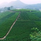 Symmetrical terraced hill with green crops, mountains, and river landscape