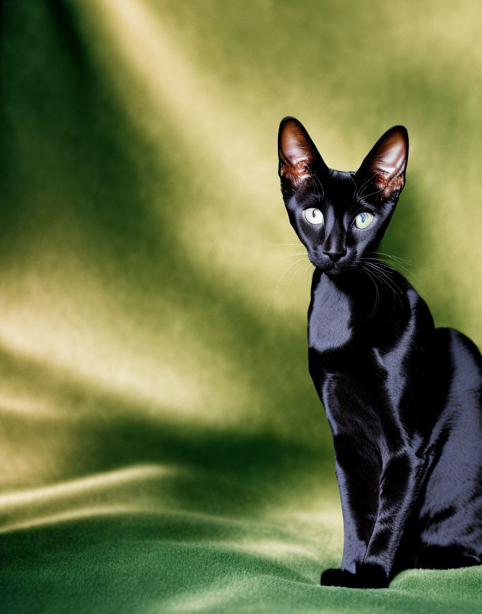 Black Cat with Green Eyes on Two-Tone Green Background