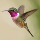 Colorful Hummingbird in Mid-Flight with Sparkling Head