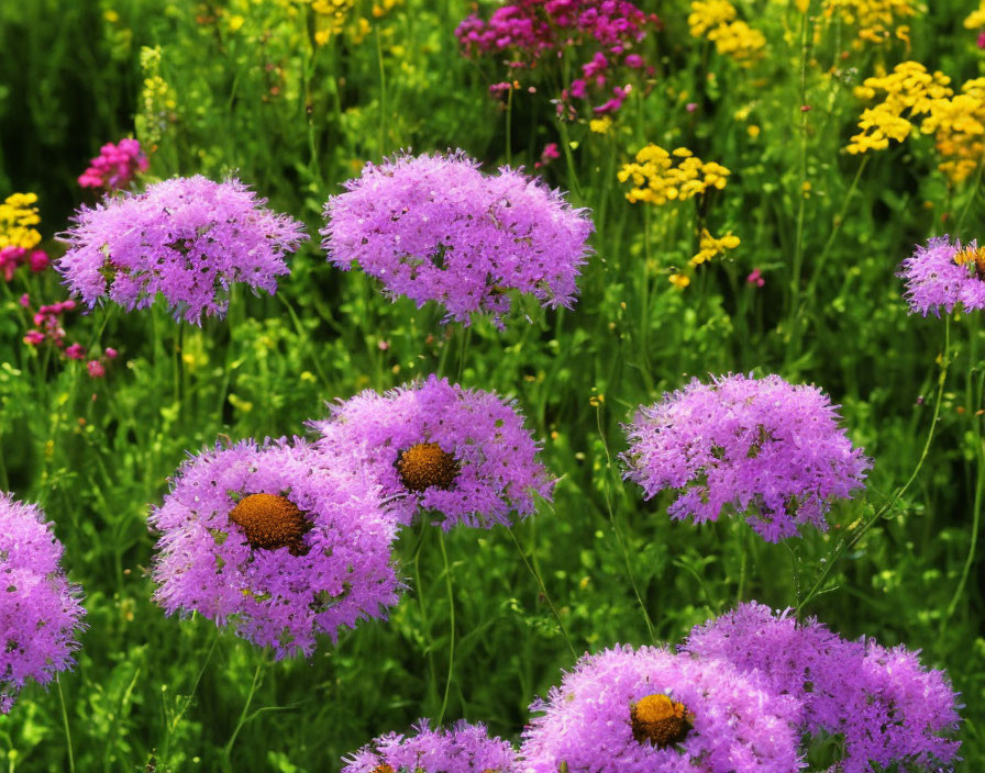 Colorful garden with purple and yellow flowers and fluffy petals.