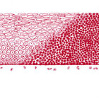 Detailed Human Spongy Bone Tissue Structure Revealed