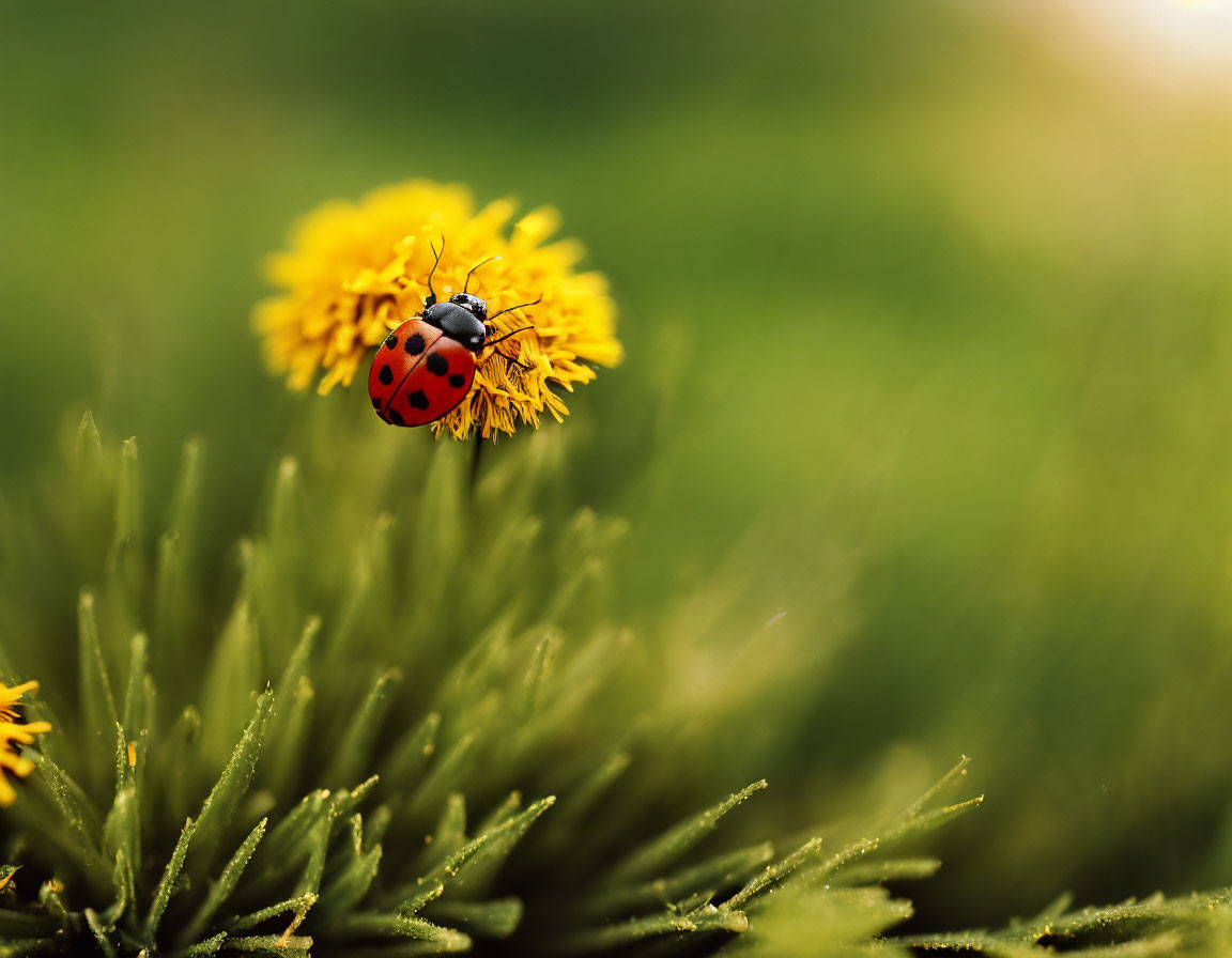 Ladybug crawling on vibrant yellow dandelion in green foliage.