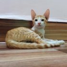 Ginger and White Cat with Blue Eyes on Wooden Floor with Toy Tail